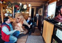 adopted-bear-russian-family-stepan-a1