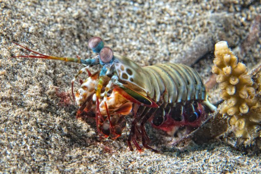 Mantis Lobster defending eggs in its nest